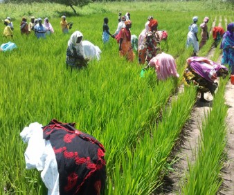 Agriculture tours to Senegal