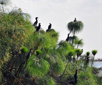 Zambia bird watching tour and wild life viewing Safari