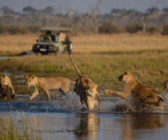 Botswana best safari with a small group