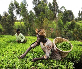 agriculture tours to Mauritania