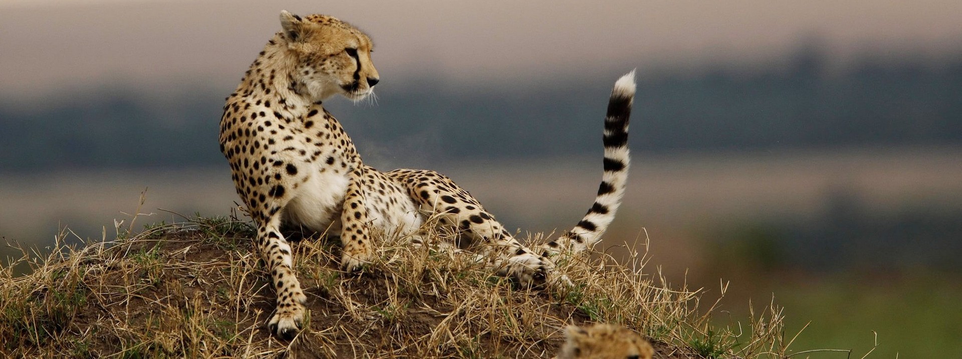 South Africa overland tours and Safari