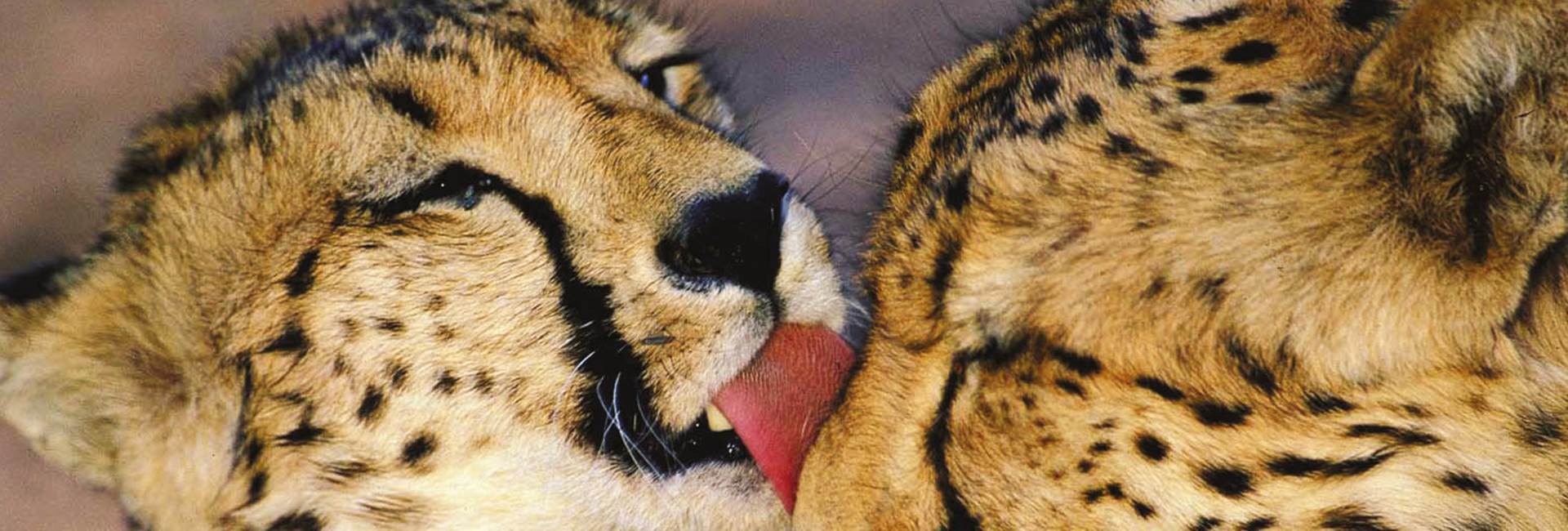 Zimbabwe expeditions